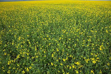 《死亡搁浅2》在巴西获得评级 3月10日公开新情报