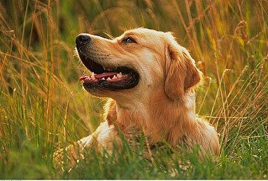 《阿拉斯加卡车模拟》免费试玩开启 开放世界自由驾驶